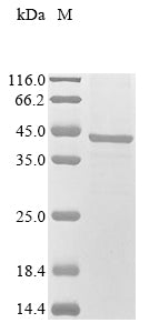 Greater than 85% as determined by SDS-PAGE.