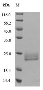 Greater than 95% as determined by SDS-PAGE.Recombinant Human Lymphotoxin-Alpha (LTA) Protein (His), Active
