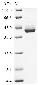 Greater than 90% as determined by SDS-PAGE.Recombinant Human Lymphocyte Antigen 6 Complex Locus Protein G6D (LY6G6D) Protein (hFc)
