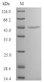 Greater than 90% as determined by SDS-PAGE.Recombinant Human Melanoma-Associated Antigen 1 (MAGEA1) Protein (Flag-Myc)