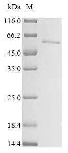 Greater than 85% as determined by SDS-PAGE.