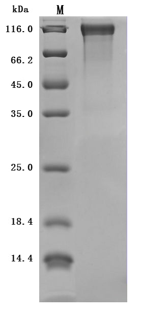 Greater than 90% as determined by SDS-PAGE.