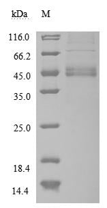 Greater than 85% as determined by SDS-PAGE.Recombinant Human Macrophage Migration Inhibitory Factor (MIF) Protein (hFc), Active