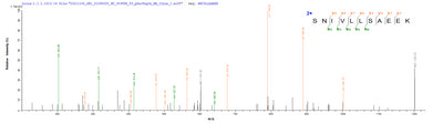 Based on the SEQUEST from database of Mammalian Cell host and target protein, the LC-MS/MS Analysis result of this product could indicate that this peptide derived from Mammalian Cell-expressed Homo sapiens (Human) CD20.