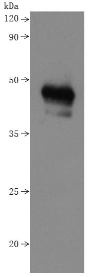 Western Blot this product is detected by Mouse anti-6*His monoclonal antibody.
