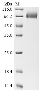 Greater than 90% as determined by SDS-PAGE.