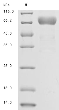 Greater than 85% as determined by SDS-PAGE.Recombinant Human Mesothelin (MSLN) Protein (hFc)