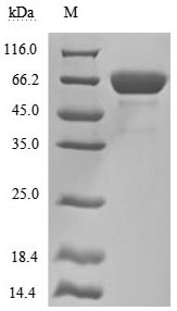 Greater than 90% as determined by SDS-PAGE.Recombinant Human Mesothelin (MSLN) Protein (hFc), Active