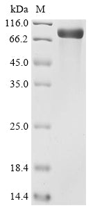 Greater than 90% as determined by SDS-PAGE.Recombinant Mouse Nidogen-2 (NID2) Protein (hFc)