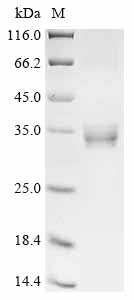 Greater than 90% as determined by SDS-PAGE.Recombinant Human Neuropeptide B (NPB) Protein (hFc)