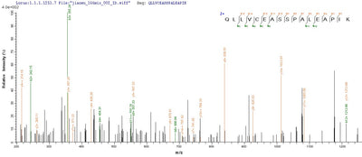 Based on the SEQUEST from database of Mammalian Cell host and target protein, the LC-MS/MS Analysis result of this product could indicate that this peptide derived from Mammalian Cell-expressed Homo sapiens (Human) NPHS1.Recombinant Human Nephrin (NPHS1) Protein (His)