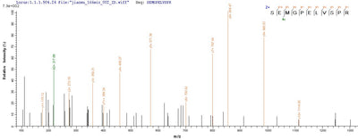 Based on the SEQUEST from database of Mammalian Cell host and target protein, the LC-MS/MS Analysis result of this product could indicate that this peptide derived from Mammalian Cell-expressed Homo sapiens (Human) NPHS1.Recombinant Human Nephrin (NPHS1) Protein (His)