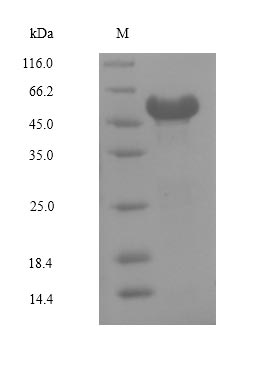 Greater than 90% as determined by SDS-PAGE.Recombinant Human Nuclear Receptor Subfamily 2 Group F Member 6 (NR2F6) Protein (His-Myc)