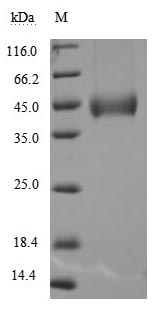 Greater than 95% as determined by SDS-PAGE.Recombinant Human Pro-Neuregulin-1, Membrane-Bound Isoform (NRG1) Protein (His), Active