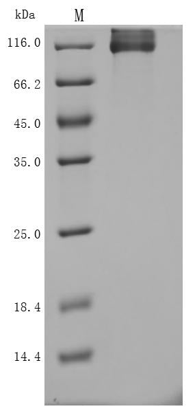 Greater than 95% as determined by SDS-PAGE.Recombinant Human Neuropilin-1 (NRP1) Protein (hFc), Active