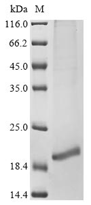 Greater than 85% as determined by SDS-PAGE.