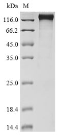 Greater than 85% as determined by SDS-PAGE.Recombinant Human Nuclear Pore Complex Protein Nup98-Nup96 (NUP98) Protein (hFc)
