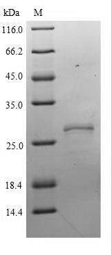 Greater than 90% as determined by SDS-PAGE.Recombinant Human Neurexophilin-2 (NXPH2) Protein (His-Myc)