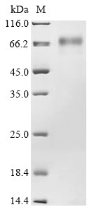 Greater than 85% as determined by SDS-PAGE.