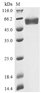 Greater than 90% as determined by SDS-PAGE.Recombinant Human Oncostatin-M (OSM) Protein (hFc)