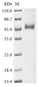 Greater than 90% as determined by SDS-PAGE.Recombinant Human Proprotein Convertase Subtilisin/Kexin Type 6 (PCSK6) Protein (hFc)