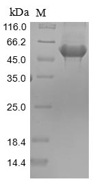 Greater than 85% as determined by SDS-PAGE.