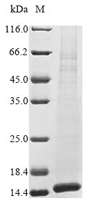 Greater than 85% as determined by SDS-PAGE.Recombinant Mouse Phospholipase A-2-Activating Protein (PLAA) Protein (His&Myc)