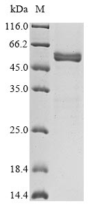 Greater than 85% as determined by SDS-PAGE.