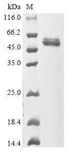 Greater than 90% as determined by SDS-PAGE.