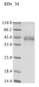 Greater than 90% as determined by SDS-PAGE.Recombinant Mouse Enteropeptidase (TMPRSS15) Protein (His&Myc)
