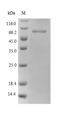 Greater than 85% as determined by SDS-PAGE.Recombinant Human Polypyrimidine Tract-Binding Protein 1 (PTBP1) Protein (His)