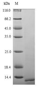 Greater than 90% as determined by SDS-PAGE.Recombinant Pig Parathyroid Hormone (PTH1R) Protein (His)