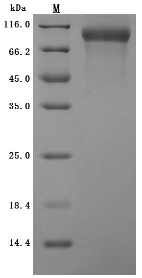 Greater than 95% as determined by SDS-PAGE.