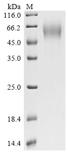 Greater than 90% as determined by SDS-PAGE.Recombinant Human Poliovirus Receptor (PVR) Protein (His)