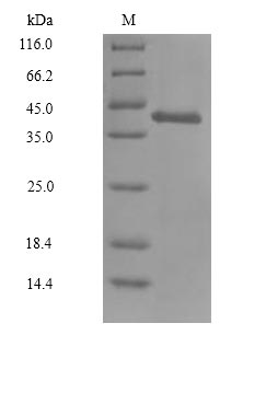 Greater than 90% as determined by SDS-PAGE.Recombinant Mouse Glutaminyl-Peptide Cyclotransferase (QPCT) Protein (His-Myc)