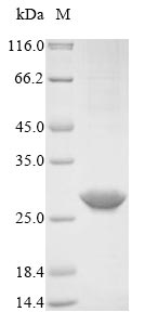 Greater than 90% as determined by SDS-PAGE.Recombinant Human Recoverin (RCVRN) Protein (His&Myc)