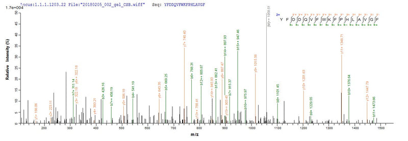 Based on the SEQUEST from database of Mammalian Cell host and target protein, the LC-MS/MS Analysis result of this product could indicate that this peptide derived from Mammalian Cell-expressed Homo sapiens (Human) RHD.