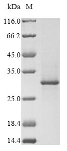 Greater than 85% as determined by SDS-PAGE.Recombinant Pig Rhodopsin (RHO) Protein (GST&His)