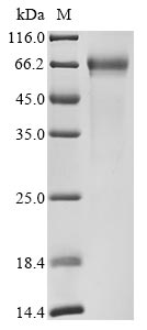 Greater than 90% as determined by SDS-PAGE.Recombinant Human Ribonuclease T2 (RNASET2) Protein (hFc)