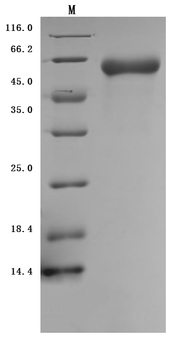 Greater than 95% as determined by SDS-PAGE.