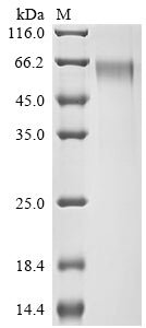 Greater than 90% as determined by SDS-PAGE.Recombinant Human Syntenin-1 (SDCBP) Protein (hFc-Flag)