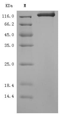 Greater than 95% as determined by SDS-PAGE.Recombinant Mouse Semaphorin-4D (SEMA4D) Protein (mFc), Active