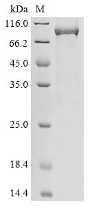 Greater than 85% as determined by SDS-PAGE.