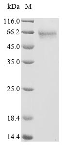 Greater than 85% as determined by SDS-PAGE.