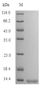 Greater than 90% as determined by SDS-PAGE.Recombinant Human Putative Protein Sfta3 (SFTA3) Protein (His-Myc)