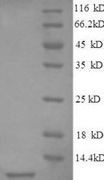 Greater than 90% as determined by SDS-PAGE.