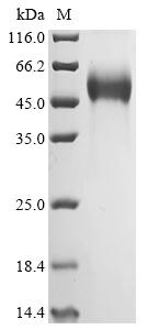 Greater than 90% as determined by SDS-PAGE.