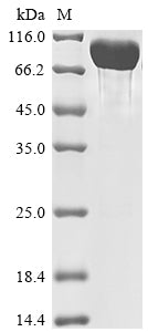 Greater than 85% as determined by SDS-PAGE.Recombinant Human Tyrosine-Protein Phosphatase Non-Receptor Type Substrate 1 (SIRPA) Protein (Fc-Myc)
