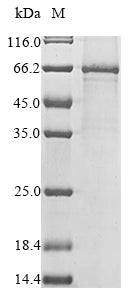 Greater than 85% as determined by SDS-PAGE.Recombinant Human Mothers Against Decapentaplegic Homolog 6 (SMAD6) Protein (His&Myc)