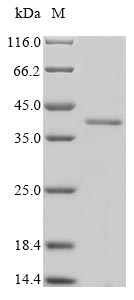 Greater than 85% as determined by SDS-PAGE.Recombinant Mouse Survival Motor Neuron Protein (SMN1) Protein (His&Myc)
